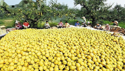 蚌埠羽絨加工基地躋身全省六強(qiáng)，區(qū)域特色產(chǎn)業(yè)迎來(lái)發(fā)展新契機(jī)